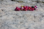 IMG_7136.jpg